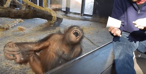 Orangutan is unable to contain laughter at magic trick